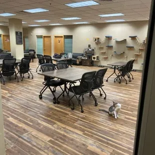 Cat Lounge in the Planet Purrrk Club