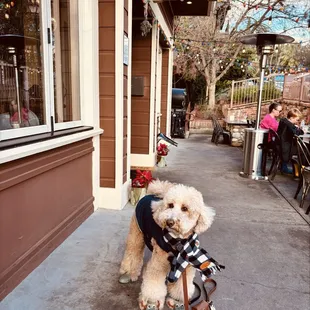 Dog friendly patio, they have 2 both covered and non covered in front