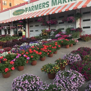 Plano Farmers Market