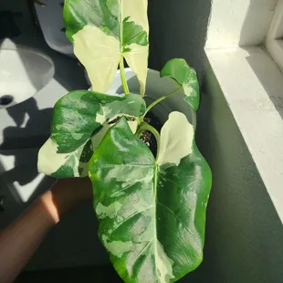 Alocasia Macrorrhiza Variegata