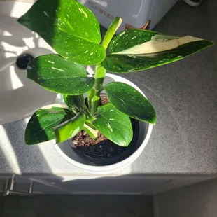 Monstera Standleyana