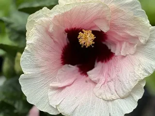 Waiahole Botanicals