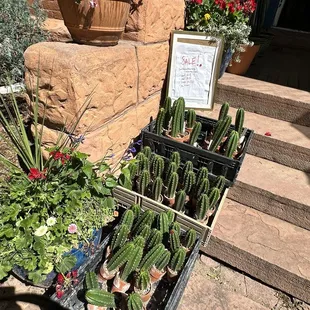 Wonderful San Pedro cacti