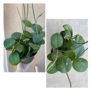 Hoya Obovata