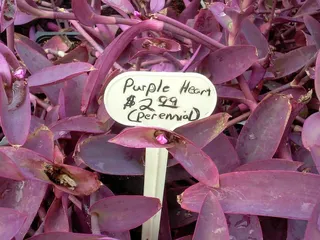 Davison's Nursery