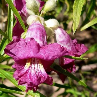 Desert Willow