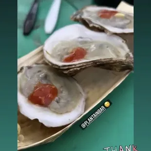Oysters