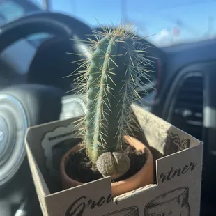 Planted cctx