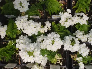 Pine's Garden & Market