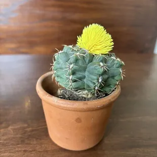 Cute real succulent