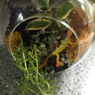 Finished terrarium.