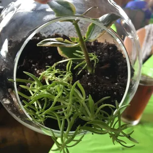 placed rock, soil and succulents before adding decorative items