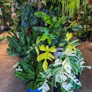Plantoem