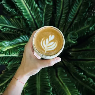 Coffee and Plants?
