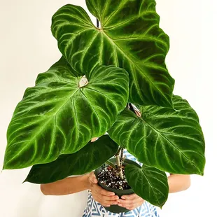 Philodendron verrocosum