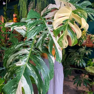 Gigantic albo Monstera