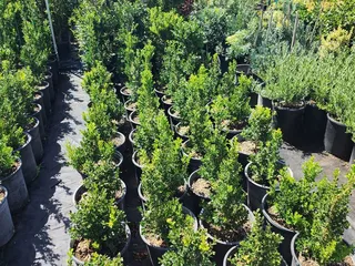 Stepping Stone Nursery