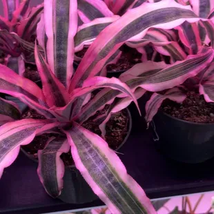 Plants & Co Collective