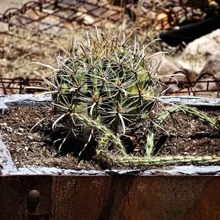 Fishhook Barrel Cactus in Insulated Steel Planter Box