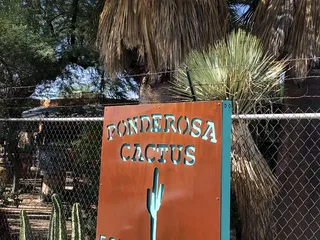 Ponderosa Cactus