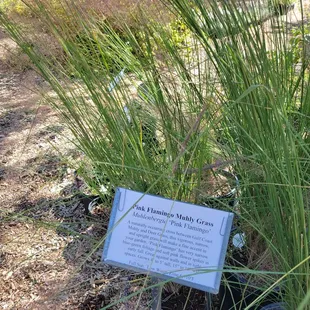 Pink flamingo grass. Full sun low water zone 6 ;)
