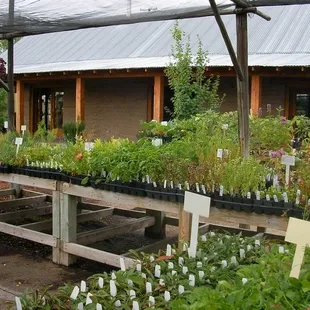 Plants of the Southwest