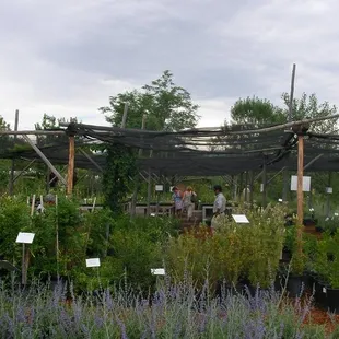 Plants of the Southwest