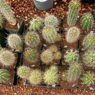 Cacti - Plants of the Southwest