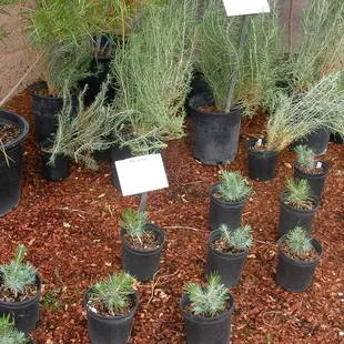 Plants of the Southwest