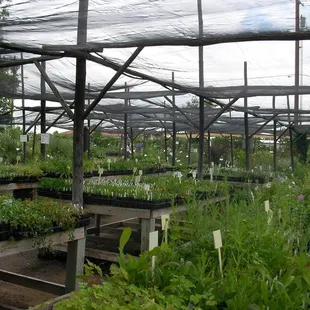 Plants of the Southwest