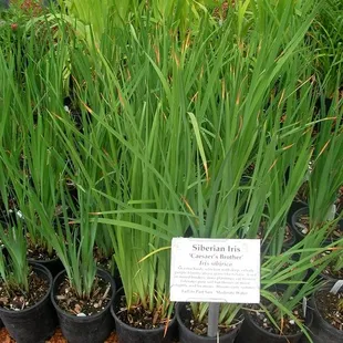 Plants of the Southwest