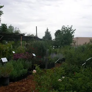 Plants of the Southwest