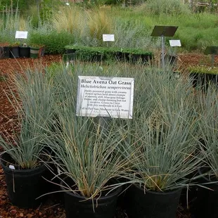 Plants of the Southwest