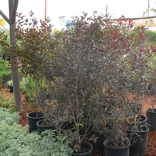 Plants of the Southwest