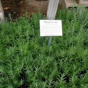 Plants of the Southwest