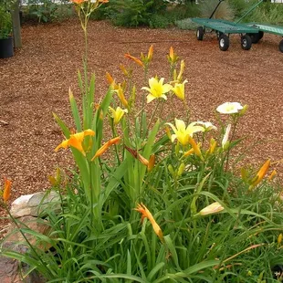 Plants of the Southwest