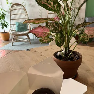 Mexican hot chocolate donut