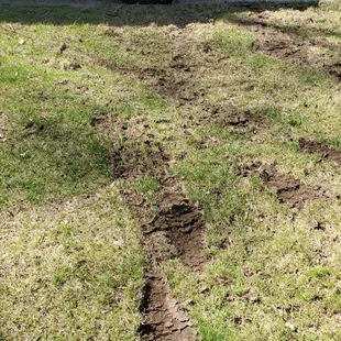 Ruts left in the yard