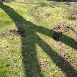 More ruts throughout the center of my yard nowhere close to the driveway