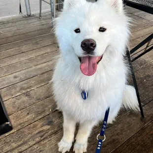Patio pup