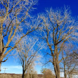 Pretty blue sky with naked tree branches at Platte Landing Park --- 11/26'16 14:30