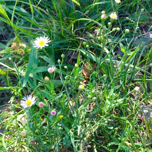 Tiny flowers by the roadside looks cute. (9/06/2016)