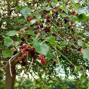 Mulberry tree by the river.  5/31/18