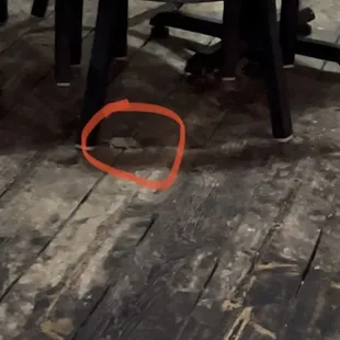 Mouse in the dining area