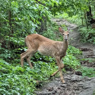 Instagram: @telephonesmoothie