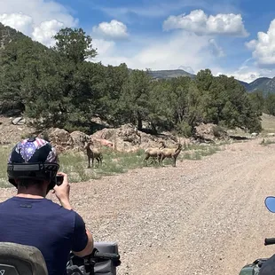 Big horn goat heard