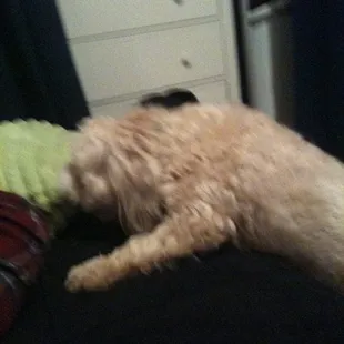 a cat laying on a bed