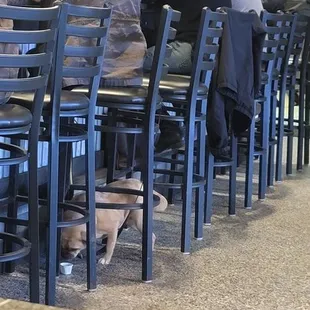 She dropped a paper cup with food in it so the dog could eat. They did not make a move to pick  it up after the dog was done.