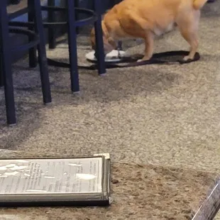 Dog eating off plate she placed on the floor. How disgusting! That is why they have dog bowls.