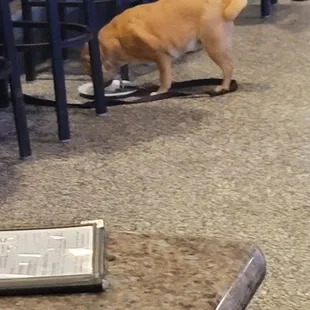 This is a picture of the dog eating off the plate that she placed down there.